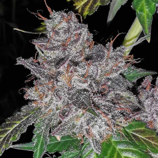 Rainbow Cake Seed > Pheno Finder Seeds | Feminized Cannabis   |  Indica